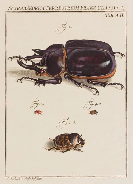 Ілюстрація Жуків Тарілка Старої Німецької Книги Про Жуків Зокрема Метеликів — стокове фото