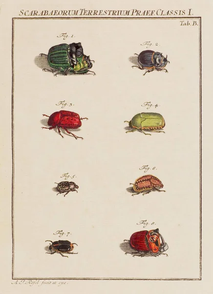 Böceklerin Illüstrasyonu Eski Bir Alman Kitabından Bir Tabak Böcekler Hakkında — Stok fotoğraf
