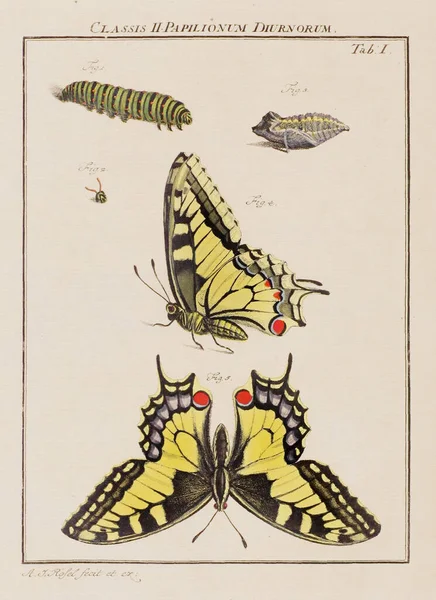 Butterflies Illustration Plate Old German Book Bugs Specifically Butterflies Book — Stock Photo, Image
