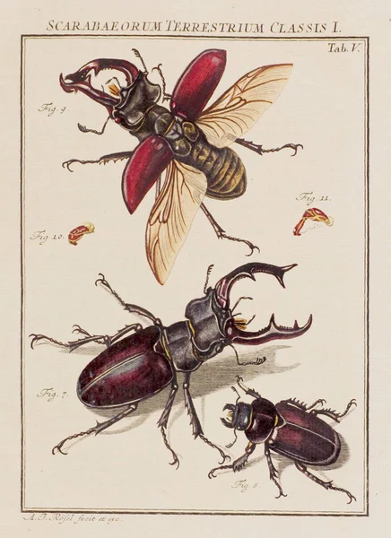 Böceklerin Illüstrasyonu Eski Bir Alman Kitabından Bir Tabak Böcekler Hakkında — Stok fotoğraf