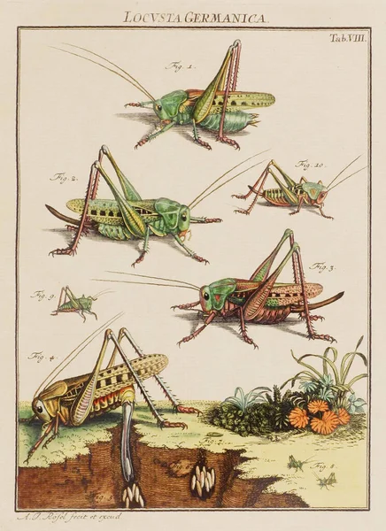 Ілюстрація Сарани Тарілка Старої Німецької Книги Про Жуків Зокрема Метеликів — стокове фото