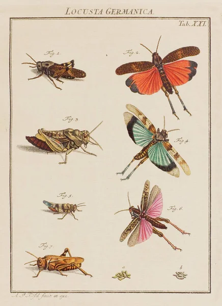 Ілюстрація Сарани Тарілка Старої Німецької Книги Про Жуків Зокрема Метеликів — стокове фото
