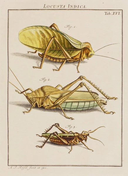 Çekirge Çizimi Eski Bir Alman Kitabından Bir Tabak Böcekler Hakkında — Stok fotoğraf