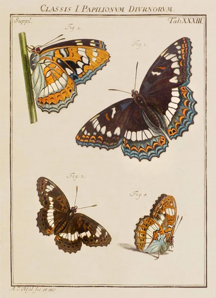 Kelebek Çizimi Eski Bir Alman Kitabından Bir Tabak Böcekler Hakkında — Stok fotoğraf