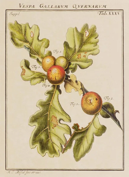 Ботанічна Ілюстрація Тарілка Старої Німецької Книги Про Жуків Зокрема Метеликів — стокове фото