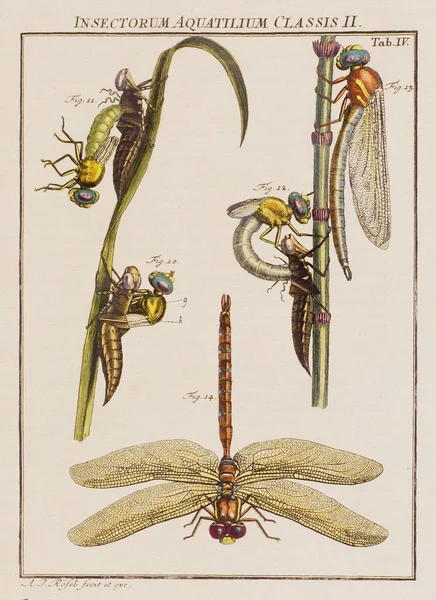 Ілюстрація Драконів Тарілка Старої Німецької Книги Про Жуків Зокрема Метеликів — стокове фото