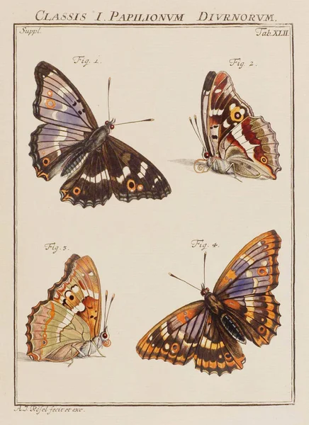 Kelebek Çizimi Eski Bir Alman Kitabından Bir Tabak Böcekler Hakkında — Stok fotoğraf