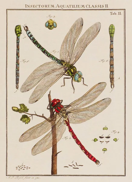Yusufçuk Çizimi Eski Bir Alman Kitabından Bir Tabak Böcekler Hakkında — Stok fotoğraf