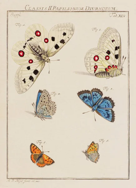 Ілюстрація Метеликів Тарілка Старої Німецької Книги Про Жуків Зокрема Метеликів — стокове фото