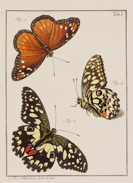 Vlinders Illustratie Dit Een Bord Uit Een Oud Duits Boek — Stockfoto