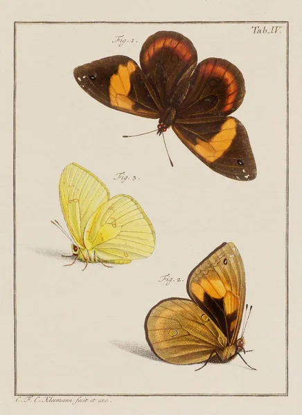 Ілюстрація Метеликів Тарілка Старої Німецької Книги Про Жуків Зокрема Метеликів — стокове фото