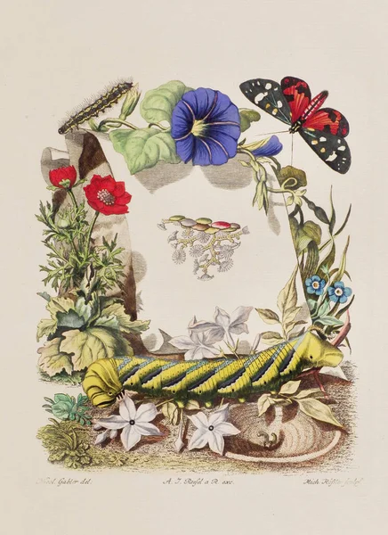 Ілюстрація Вад Фашист Старої Німецької Книги Про Жуків Зокрема Метеликів — стокове фото