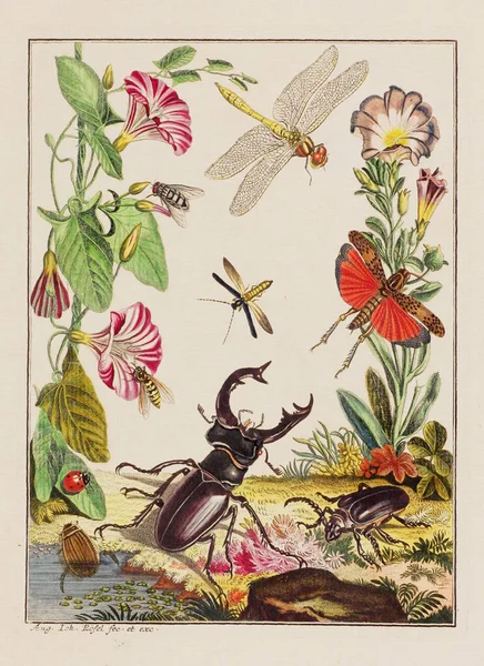 Ілюстрація Вад Тарілка Старої Німецької Книги Про Жуків Зокрема Метеликів — стокове фото
