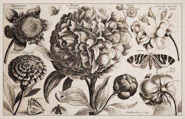 1663 Etching, Wenceslaus Hollar. Enfes antik botanik tasviri, sepya arka planında ince detaylandırılmış..