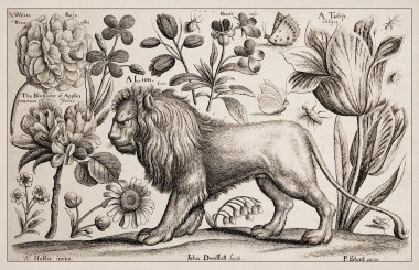1663 Etching, Wenceslaus Hollar. Zoolojik ve botanik deneklerin mükemmel bir antik tasviri, bir sepya arka planında ince detaylandırılmış. Bir Aslan, Çiçekler ve Kelebekler