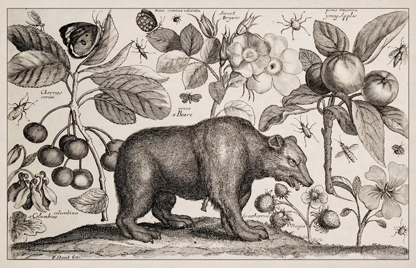 1663 Etching by Wenceslaus Hollar. Exquisite ancient depiction of zoological and botanical subjects, finely detailed against a sepia background. Beare, Flowers and Fruits