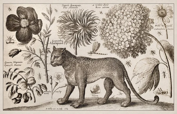 1663 Etching by Wenceslaus Hollar. Exquisite ancient depiction of zoological and botanical subjects, finely detailed against a sepia background. Leopard