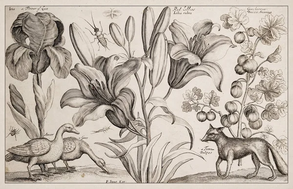 1663 Etching Autorstwa Wacława Hollara Znakomity Starożytny Obraz Tematów Zoologicznych — Zdjęcie stockowe