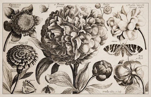 1663 Офорт Вацлава Голара Вишукане Стародавнє Ботанічне Зображення Дрібно Деталізоване — стокове фото