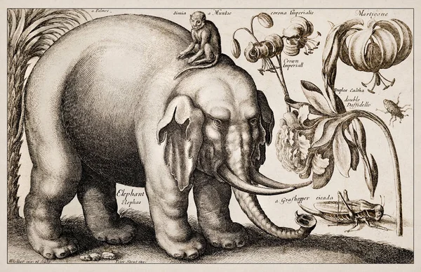 1663 Etching by Wenceslaus Hollar. Exquisite ancient depiction of zoological and botanical subjects, finely detailed against a sepia background. Elephant