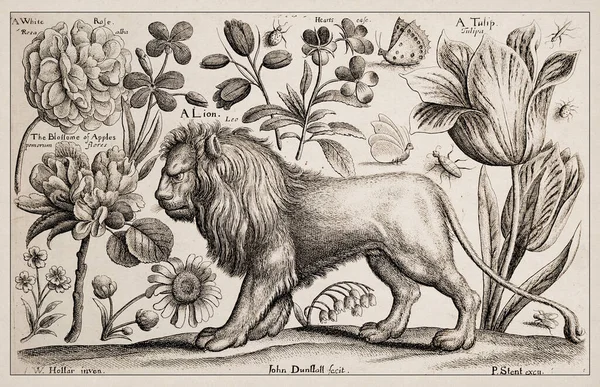 1663 Etching by Wenceslaus Hollar. Exquisite ancient depiction of zoological and botanical subjects, finely detailed against a sepia background. A Lion, Flowers and Butterflies