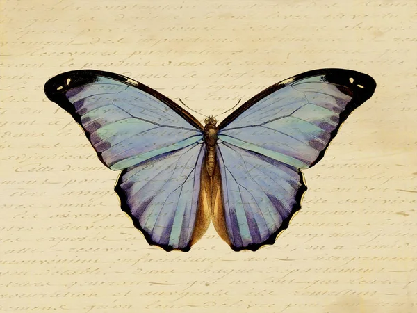 美丽的蝴蝶插图 古色古香的数码艺术 以古墨水和笔墨为背景的数字艺术 — 图库照片