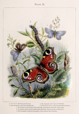 Kelebekler. En güzel böceklerden bazılarının ilginç metamorfozlarının renkli bir çizimi, ca. 1850 
