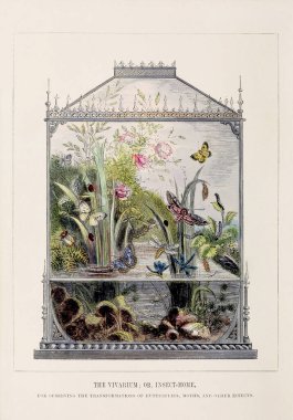 Kelebek Vivaryumu. En güzel böceklerden bazılarının ilginç metamorfozlarının renkli bir çizimi, ca. 1850 
