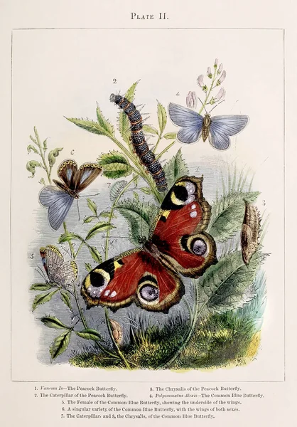 ภาพประกอบท นของ Metamorphoses อยากร อยากเห นของบางส วนของแมลงท สวยงามท 1850 — ภาพถ่ายสต็อก