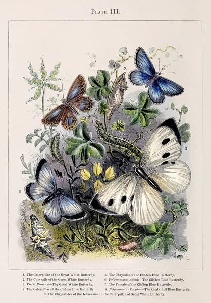 ภาพประกอบท นของ Metamorphoses อยากร อยากเห นของบางส วนของแมลงท สวยงามท 1850 — ภาพถ่ายสต็อก