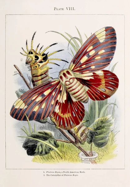 Güveler Güzel Böceklerden Bazılarının Ilginç Metamorfozlarının Renkli Bir Çizimi 1850 — Stok fotoğraf