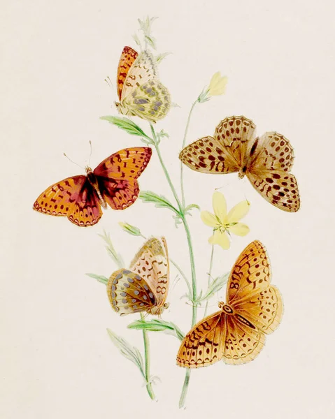 Vintage Vlinders Illustratie Een Oude Plaat Met Prachtige Vlinders Hun — Stockfoto