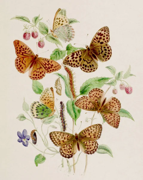 Vintage Πεταλούδες Εικονογράφηση Μια Παλιά Πλάκα Που Απεικονίζει Εξαίσιες Πεταλούδες — Φωτογραφία Αρχείου