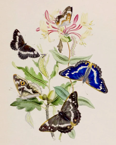 Vintage Fjärilar Illustration Gammal Bokhylla Föreställande Utsökta Fjärilar Och Deras — Stockfoto