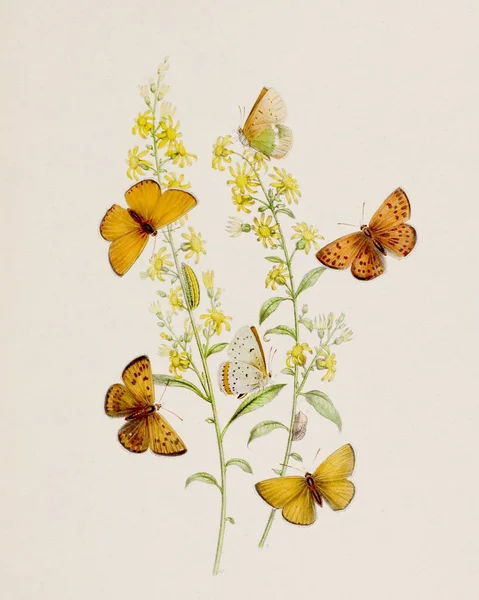 Вінтажні Метелики Ілюстрації Стара Книжкова Табличка Зображує Вишуканих Метеликів Метаморфоз — стокове фото