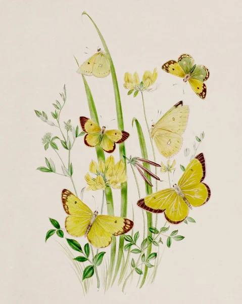 빈티지 일러스트 절묘한 나비와 변형을 묘사하는 오래된 책갈피는 베이지색 배경을 — 스톡 사진