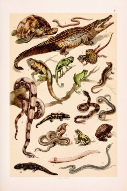 Klasik Zoolojik illüstrasyon: Kaplumbağa, Nilotik Timsah, Bukalemun, Kum Kertenkelesi, Uçan Ejder, Iguana, Yavaş solucan, Boa Yılanı, Çıngıraklı Yılan, Viper, Kobra, Çıngıraklı Yılan, Yenilebilir Kurbağa, Ağaç Kurbağası, Surinam Kurbağası, Semender, Proteus, Amblystome