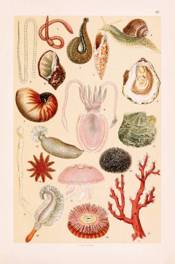 Vintage Zoological illustration: Earthworm, Leech, Segments of Tapeworm, Cuttlefish, Nautilus Shell, Roman Snail, Mitre Shell, Purple Shell, Oyster, Pearl Mussel, Ship-worm, Sea Cucumber, Sea Urchin, Sun Star, Jellyfish, Sea Anemone, Red Coral, Sea P clipart