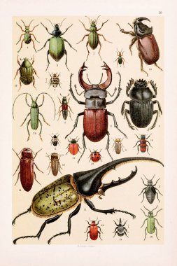 Vintage Beetles illüstrasyonu: Yeşil Kaplan Böceği, Altın Böcek, Bombardıman Böceği, Red Rove Böceği, Pastırma Böceği, Müze Böceği, Geyik Böceği, Kutsal Böcek, Gergedan Böceği, Herkül Böceği, Gül-chafer, Klik Böceği, Cucujo, Parlak Kurt, Trichoap Böceği