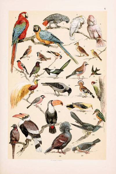 Vintage birds illustration:Grey Parrot, Cockatoo, Rose-crested, Cockatoo, Scarlet Macaw, Blue and Yellow Macaw, Lark, Yellowhammer, Chaffinch, Java Sparrow, Goldfinch, Bullfinch, House Sparrow, Starling, Hooded Crow, Magpie, Jay, Golden Oriole, Red B