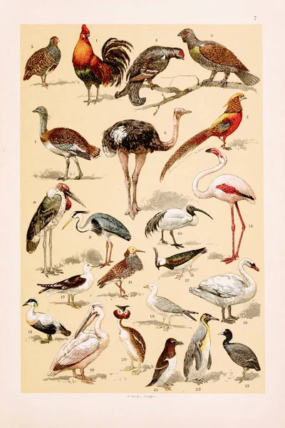 Vintage Birds Illustration Jungle Cock Golden Pheasant Capercaillie Blackcock Partridge — Stock Photo, Image