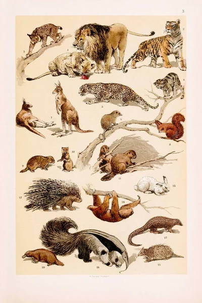 Vintage Zoological Illustration Lion Lioness Tiger Leopard Wild Cat Lynx — Stock Photo, Image
