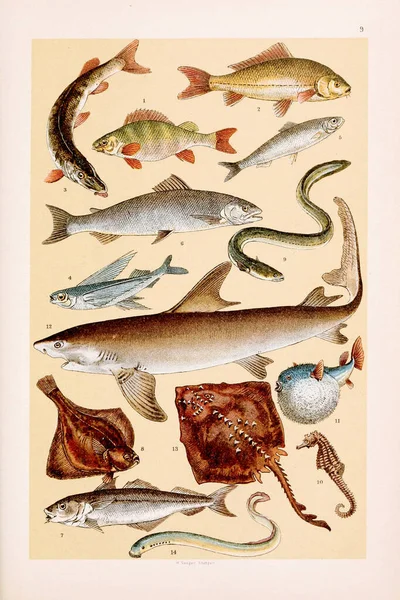Vintage fishes illustration: Perch, Carp, Pike, Flying Fish, Herring, Salmon, Haddock, Turbot, Eel, Sea-horse, Globe-fish, Shark, Ray, Lamprey