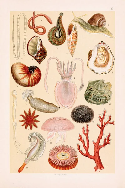 Vintage Zoological Illustration Earthworm Leech Segments Tapeworm Cuttlefish Nautilus Shell — Stock Photo, Image