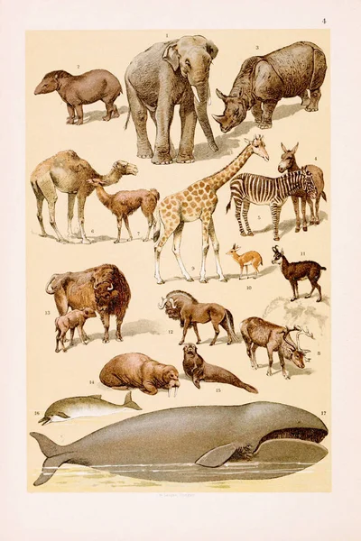Vintage Zoological Illustration Elephant Tapir Rhinoceros Wild Ass Zebra Dromedary — Stock Photo, Image