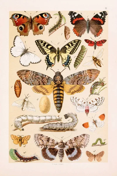 Vintage Kelebek Illüstrasyonu Kızıl Amiral Kelebek Tavuskuşu Kelebeği Kırlangıç Kelebeği — Stok fotoğraf