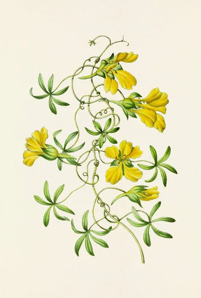 Bloemen Illustratie Vintage Stijl Botanische Bloem Artwork Volle Bloei Botanische — Stockfoto
