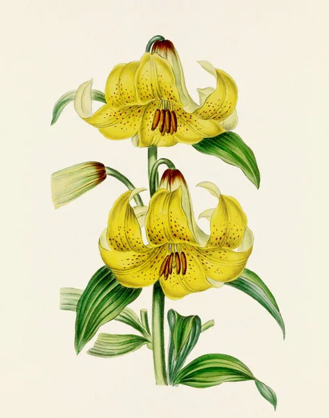 Flower illustration. Vintage-style botanical flower artwork in full bloom. Botanical plate from a mid-1800s botany book.