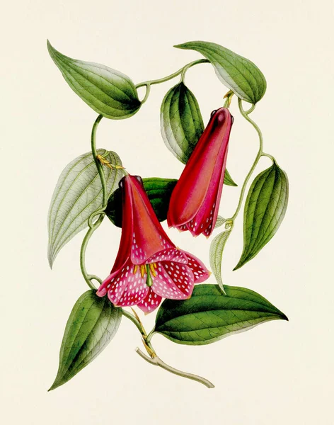 그림입니다 빈티지 스타일의 식물학적 삽화가 만발합니다 1800년대 식물학 책에서 식물학적인 — 스톡 사진