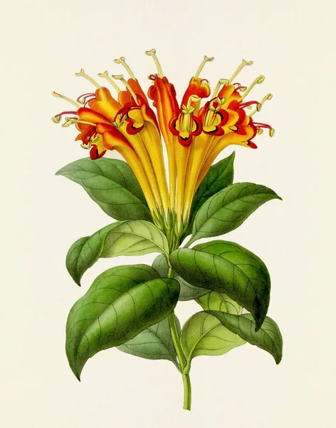 Illustration Fleurs Art Floral Botanique Style Vintage Pleine Floraison Assiette — Photo